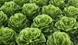 Leafy salads and herbs research projects index - Pre 2008